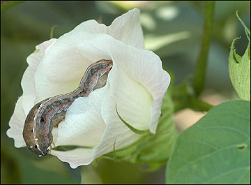 Armyworm on cotton