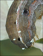 Parasitized yellowstrip armyworm