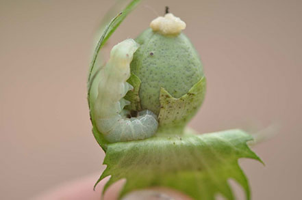 Instar bollworm larva eating cotton boll