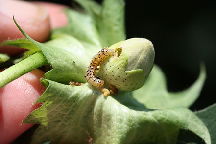 Bollworm larva feeding