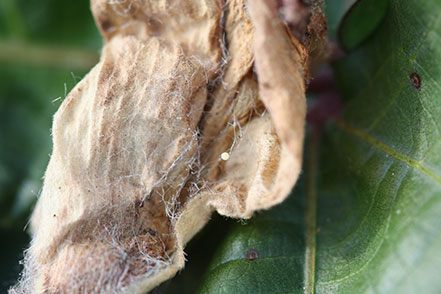 cotton bollworm egg on bloomtag