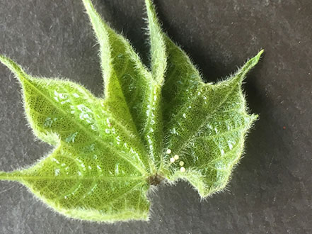 cotton bollworm eggs on leaf