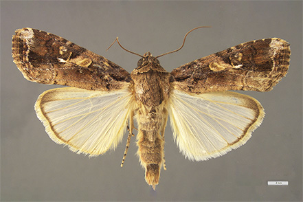 A moth with brown patterned upper wings and pale yellow lower wings is displayed against a neutral background with its wings fully spread.