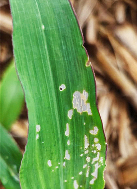 A green leaf with multiple small white spots and patches indicating damage or disease.