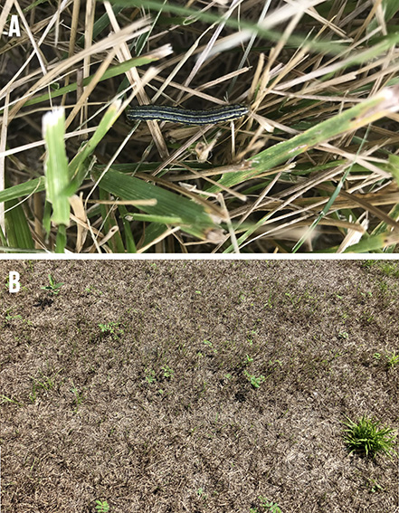 A close-up of a caterpillar on dry grass labeled A and a patch of dry, sparse grass labeled B.