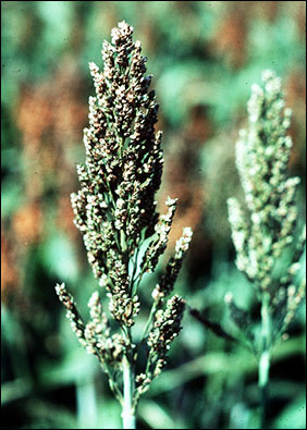 Sorghum midge damage