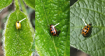 Adult beetles on leaves.