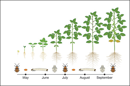 Life cycle diagram of beetle from egg to larva to pupa to adult. Surrounded by circle indicating the months of the year with corresponding sections of each stage presented by a beetle, then egg, then worm, then pupa.