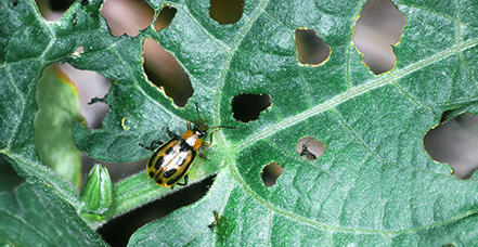 Adult beetle on green leaf with holes.