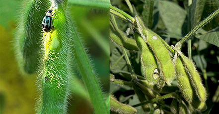 Two image collage. Left, adult beetle on been pod with hole. Right, cluster of bean pods with spots.