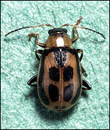 Bean leaf beetle