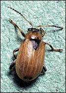 Bean leaf beetle