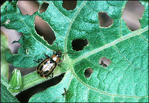 Bean leaf beetle and foliar damage