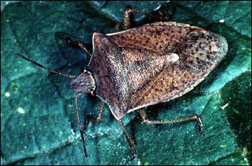 Adult brown stink bug.