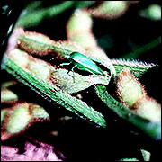 Adult green stink bug feeding on a soybean pod.