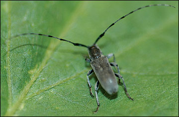 Dectes stem borer adult.