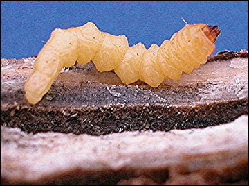 Dectes stem larva