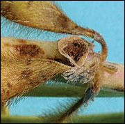 Dectes stem borer entrance hole in soybean stem. (Photo: Michael L. Boyd)