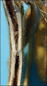 Dectes stem borer entrance hole in soybean stem. (Photo: Michael L. Boyd)