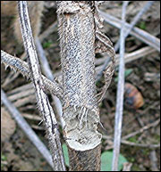 Dectes stem borer entrance hole in soybean stem. (Photo: Michael L. Boyd)