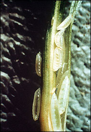 Hessian flies overwinter as larvae