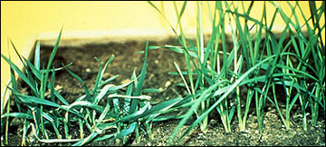 Plants infested with Hessian flies