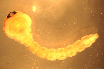 Larva of a flatheaded appletree borer