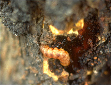 Larva of dogwood borer