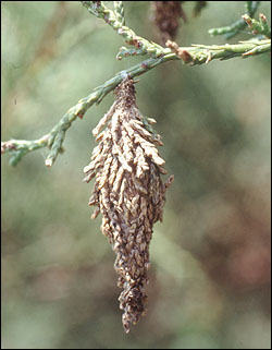 The bagworm's tough silken bag.