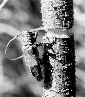 Adult female twig girdler
