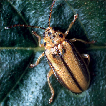 Adult elm leaf beetle