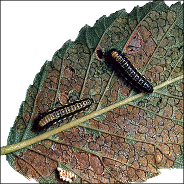 Larvae on elm leaf
