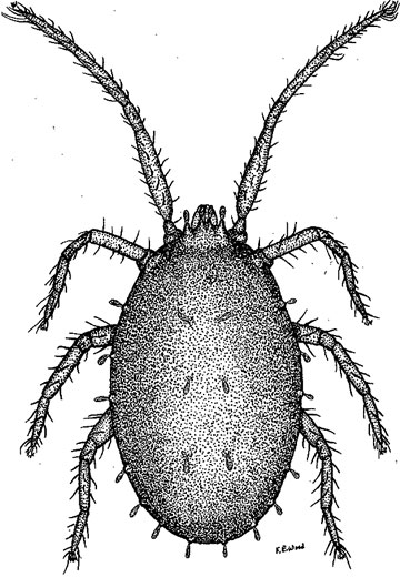 Clover mite