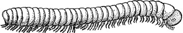 Millipede