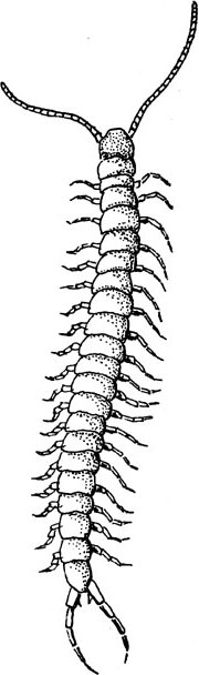 Centipede long extended body