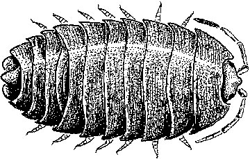 Pillbug fully extended.