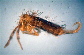 Springtail anatomy.