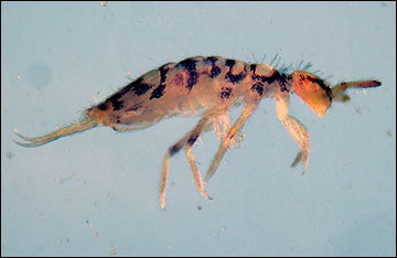 Springtail anatomy.