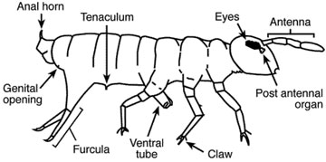 Springtail anatomy
