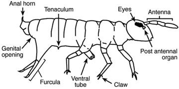 Arizona Springtails: An Identification & Extermination Guide