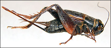 Field cricket