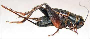 house crickets