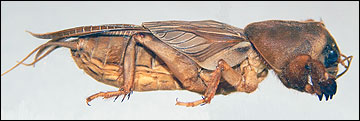 Mole cricket