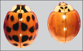 Multicolored Asian lady beetle