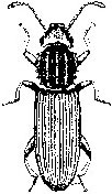 Saw-toothed grain beetle