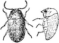 Cigarette beetle