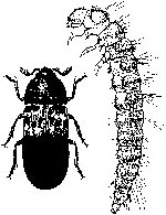 Larder beetle