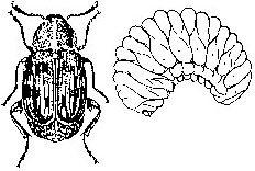 Bean weevil