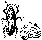 Granary weevil  and  weevil larva