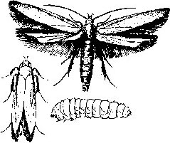 Angoumois moth